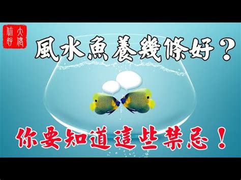 魚 數量 風水|養魚招財：最佳魚隻數量